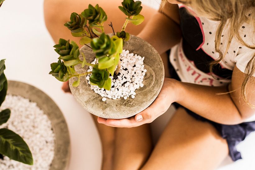 Maceta de concreto con planta calatea - Decoración de interiores