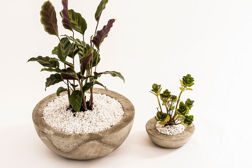 Maceta de concreto con planta calatea - Decoración de interiores
