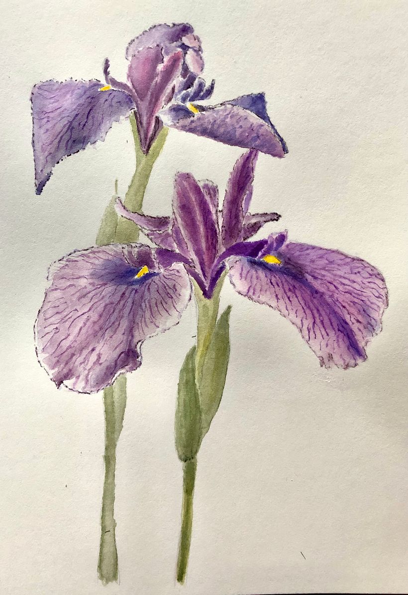 My project in Botanical Illustration with Watercolors course 2