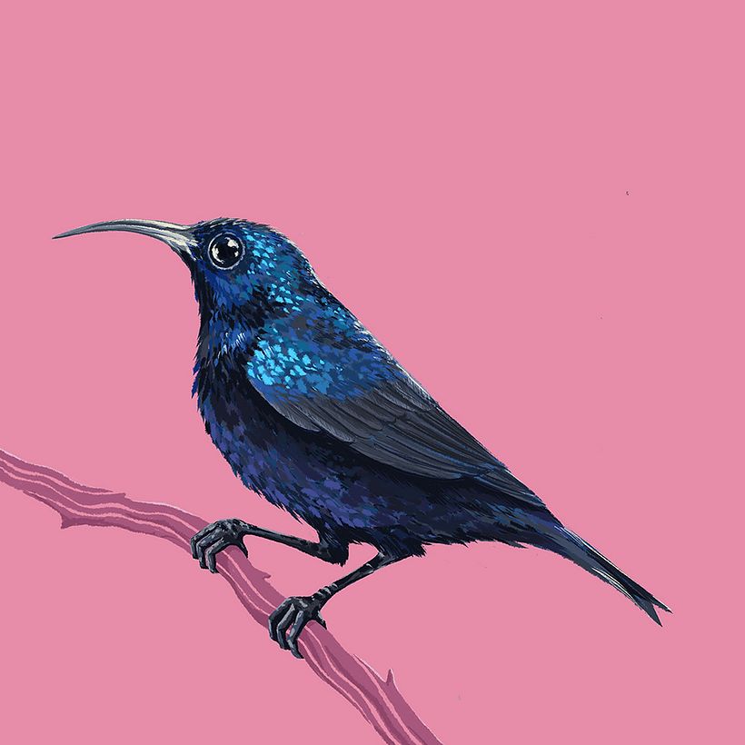 PURPLE SUNBIRD