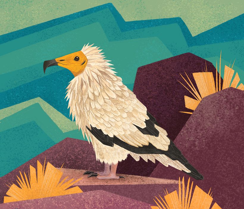 EGYPTIAN VULTURE