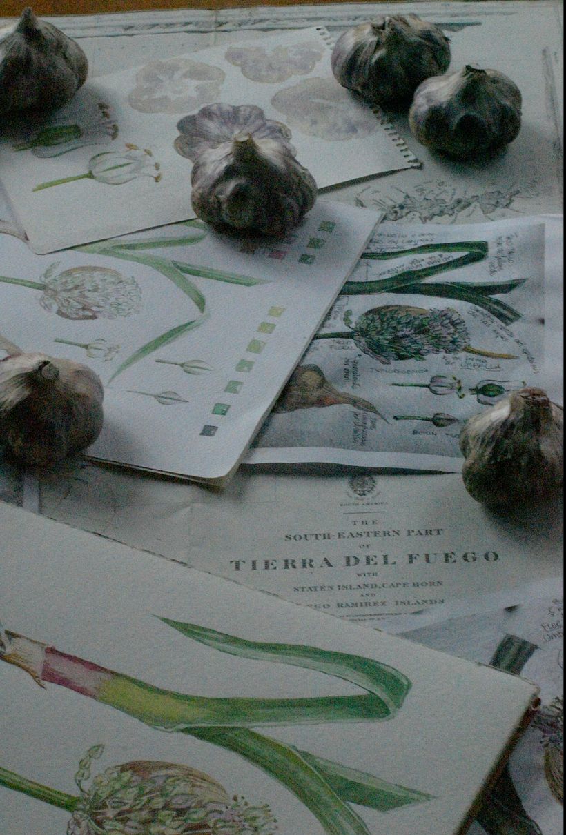 Estudio botanico de la planta de ajp fueguino