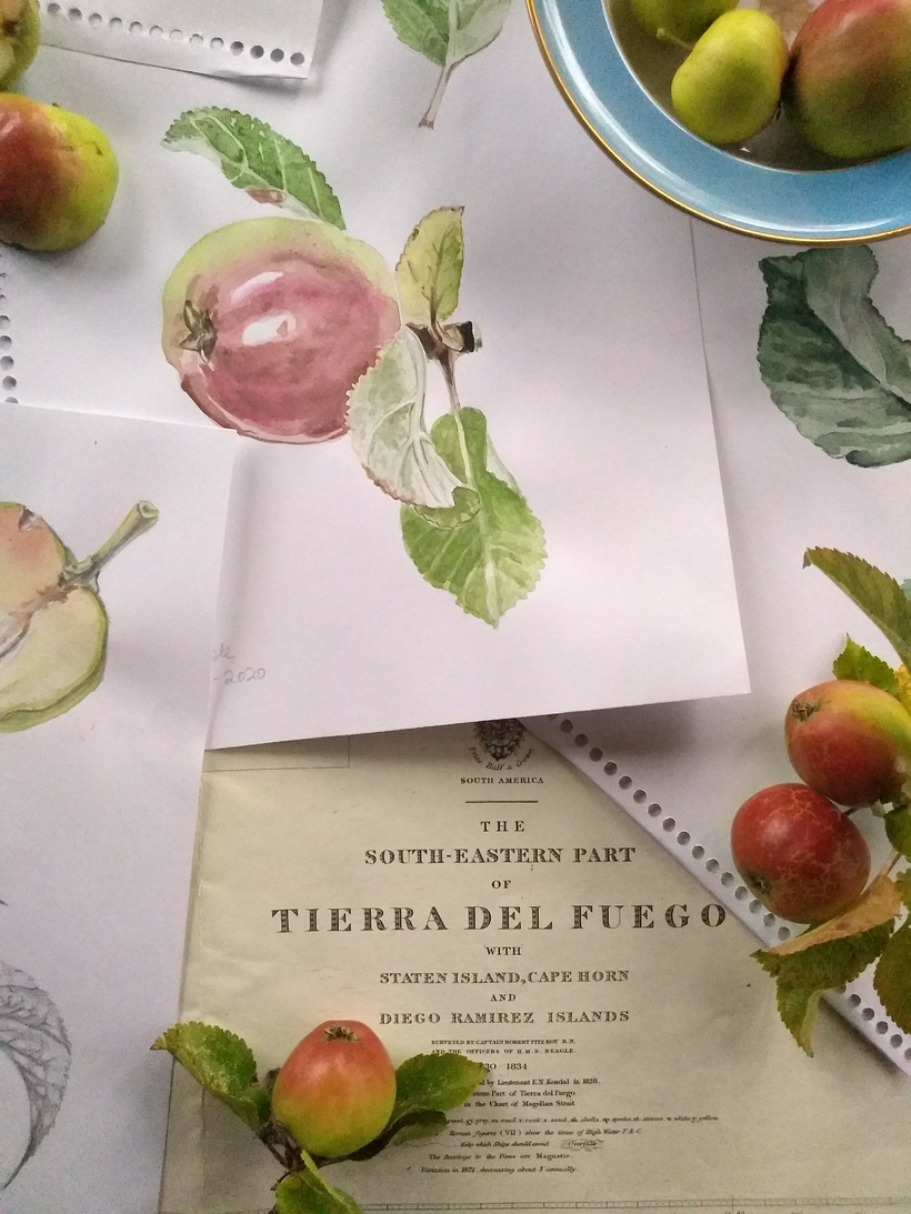 Crabapple y su pequeña manzana ácida 