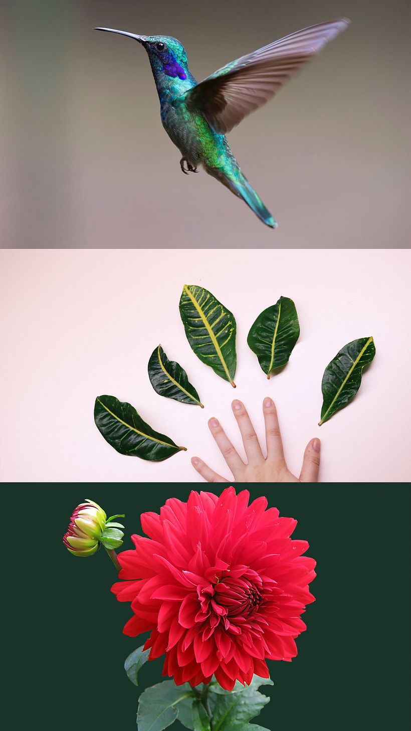 Original Images