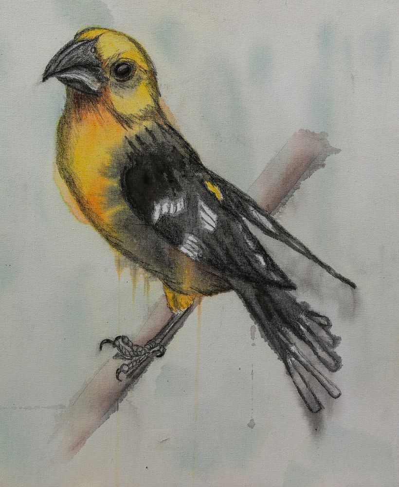 AVES DE MI JARDÍN 0