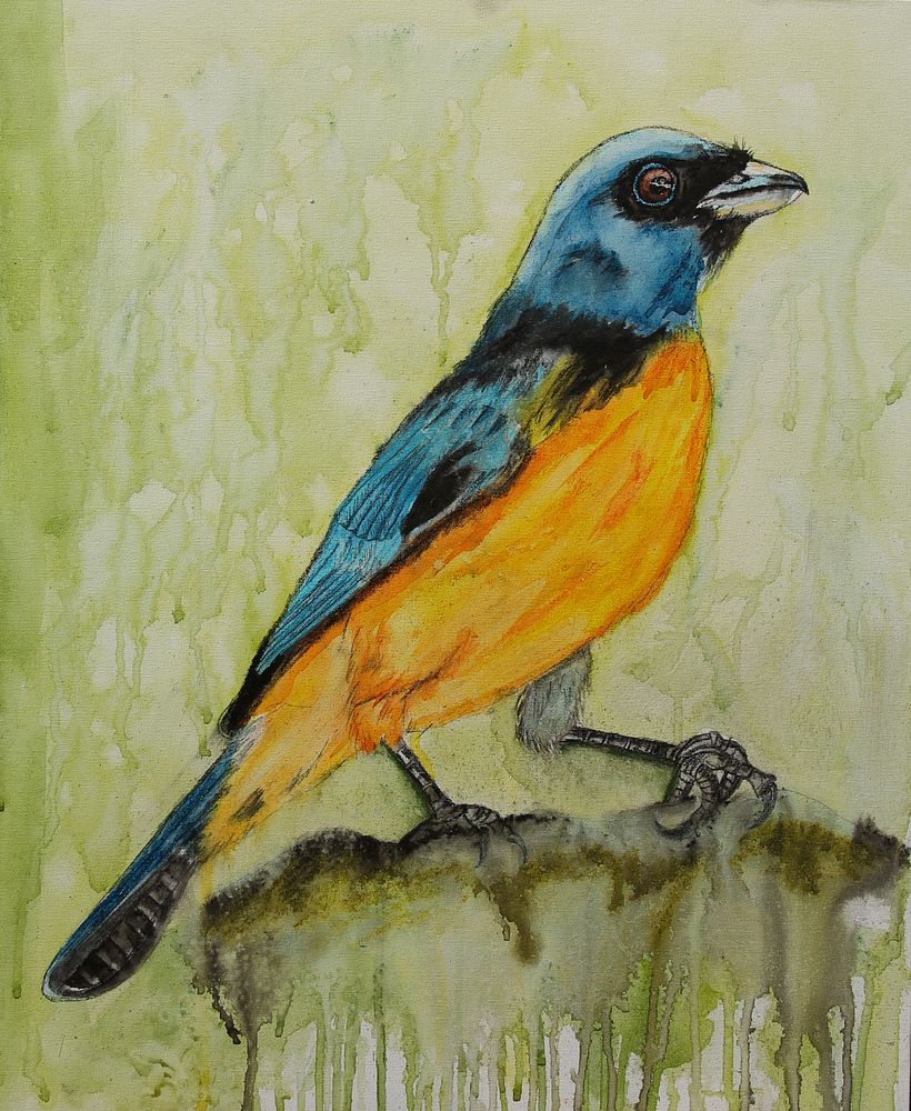 AVES DE MI JARDÍN 1