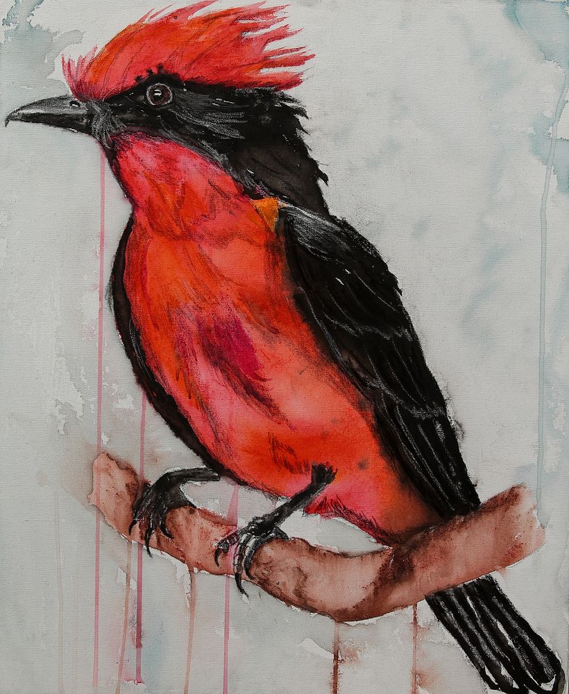 AVES DE MI JARDÍN 2