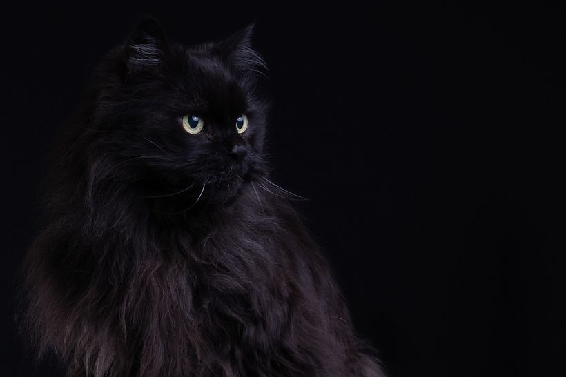 Mi Proyecto del curso: Introducción a la fotografía de perros (y gatos como Nicolás) -1