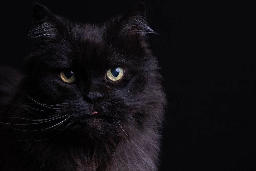 Mi Proyecto del curso: Introducción a la fotografía de perros (y gatos como Nicolás) 0