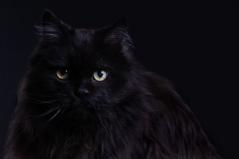 Mi Proyecto del curso: Introducción a la fotografía de perros (y gatos como Nicolás) 1