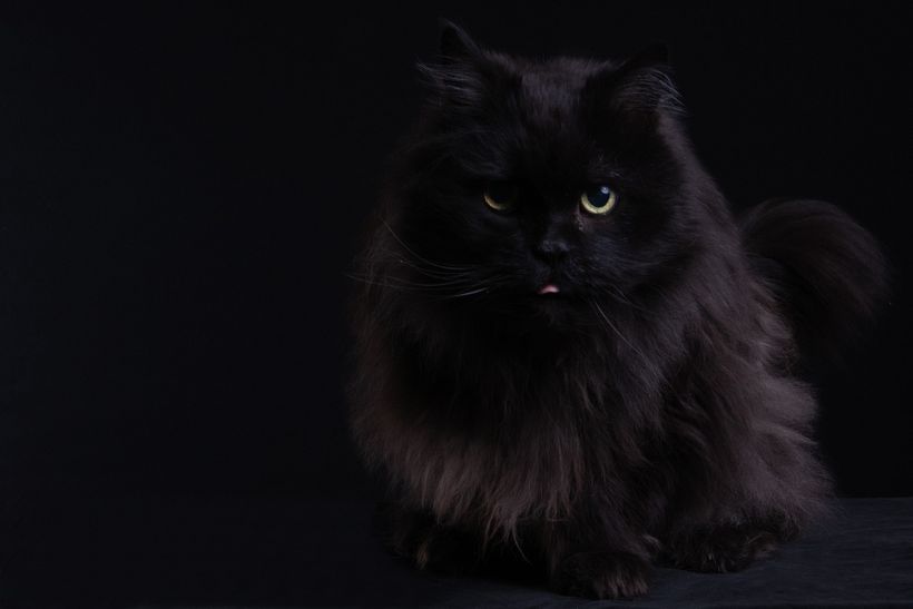 Mi Proyecto del curso: Introducción a la fotografía de perros (y gatos como Nicolás) 2