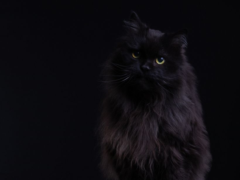 Mi Proyecto del curso: Introducción a la fotografía de perros (y gatos como Nicolás) 3