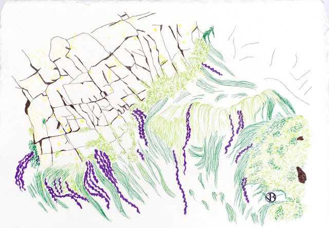 Colonia de algas, Santa María del Mar Dibujo lápiz y tinta sobre papel artesanal reciclado Medidas: 0.35 x 0.25 cm. Año: 2018