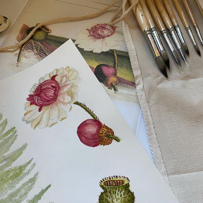 Ilustração botânica com aquarela 0