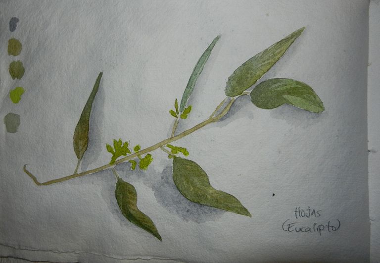 Mi Proyecto del curso: Ilustración de un diario naturalista 4