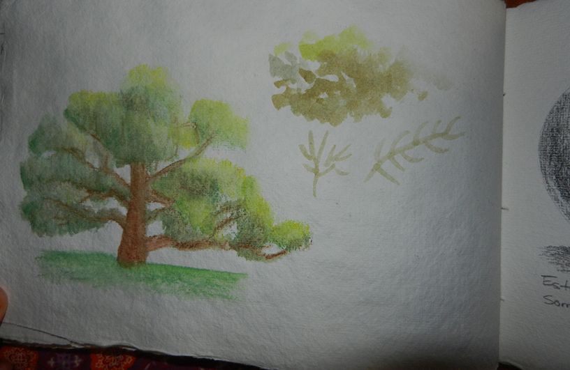 Mi Proyecto del curso: Ilustración de un diario naturalista 5