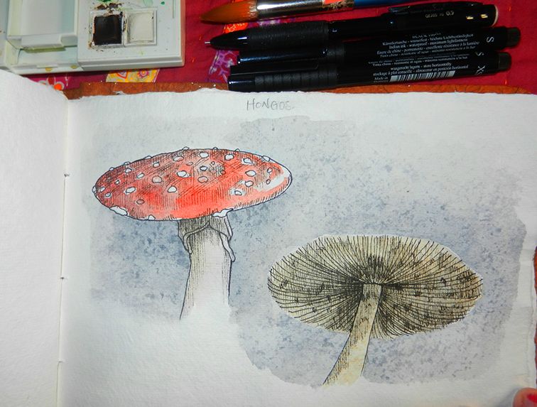 Mi Proyecto del curso: Ilustración de un diario naturalista 7