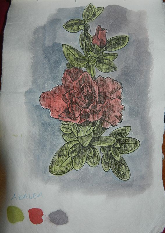 Mi Proyecto del curso: Ilustración de un diario naturalista 8