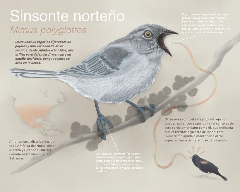 My project in Naturalist Animal Illustration with Procreate course -1