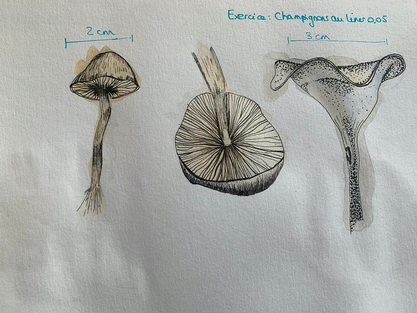 My project in Botanical Watercolor Sketchbook course 3