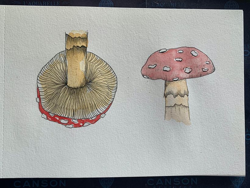 My project in Botanical Watercolor Sketchbook course 4