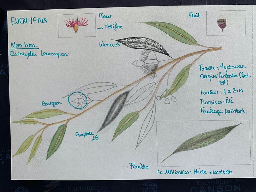 My project in Botanical Watercolor Sketchbook course 5