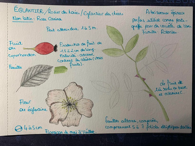 My project in Botanical Watercolor Sketchbook course 7