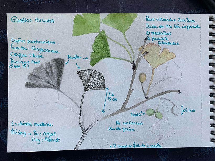 My project in Botanical Watercolor Sketchbook course 8