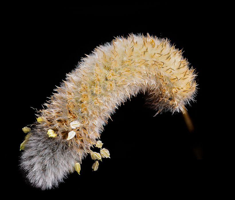 Mi Proyecto del curso: Introducción a la fotografía macro 0