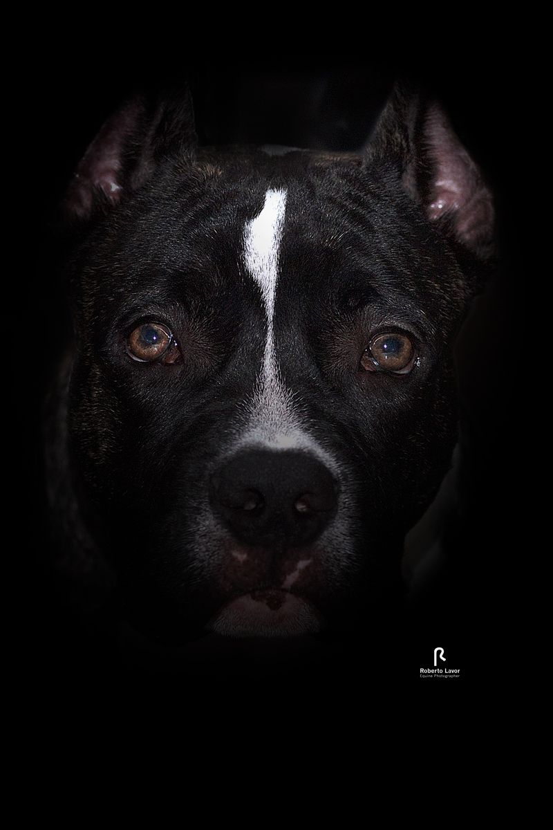 GODOFREDO - AMERICA BULLY