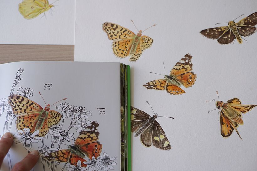 Libro Mariposas de la Reserva Biológica Huilo Huilo 3