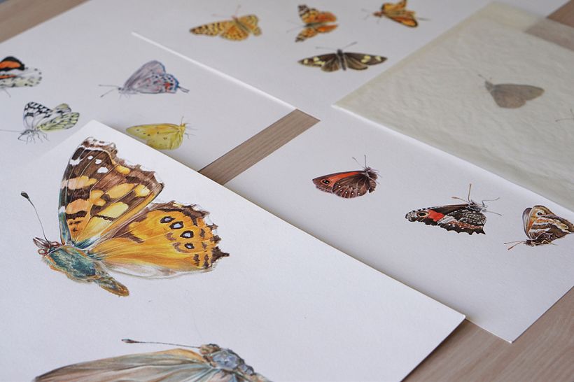 El proceso de desarrollo de las ilustraciones se hizo principalmente a partir del registro fotográfico recopilado en terreno,