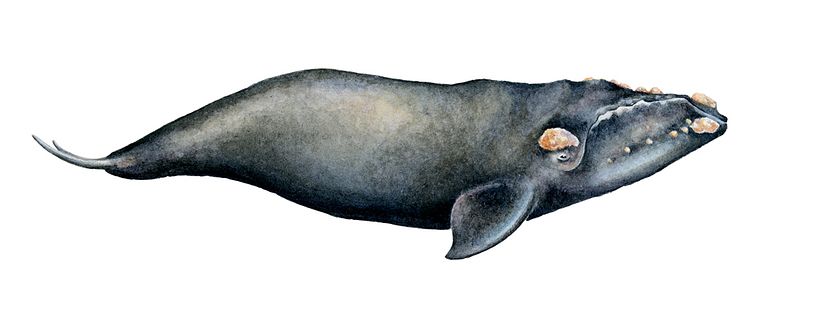 Mapa Ballenas de Chile 2