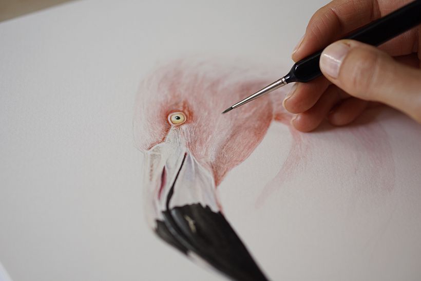 Flamenco Chileno - Chilean Flamingo 1