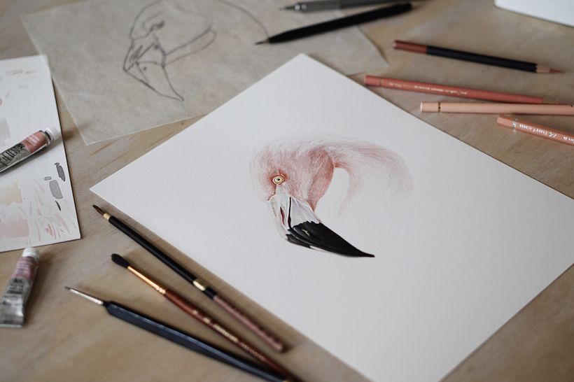 Flamenco Chileno - Chilean Flamingo 3