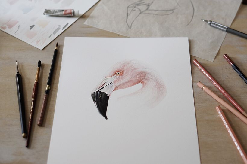 Flamenco Chileno - Chilean Flamingo 4