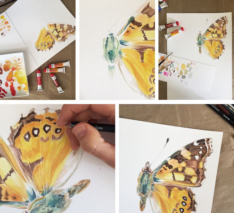 Libro Mariposas de la Reserva Biológica Huilo Huilo 6