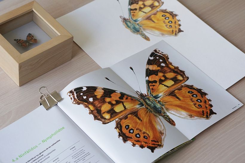 Libro Mariposas de la Reserva Biológica Huilo Huilo 7