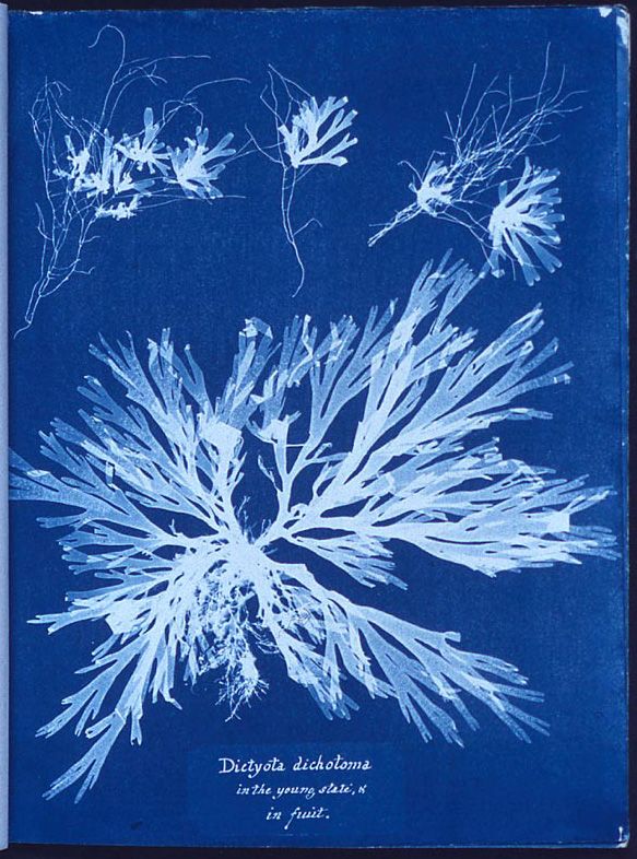 Photographs of British Algae: Cyanotype Impressions, Anna Atkins