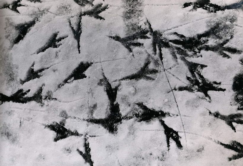 Karasu - The Solitude of Ravens, Masahisa Fukase