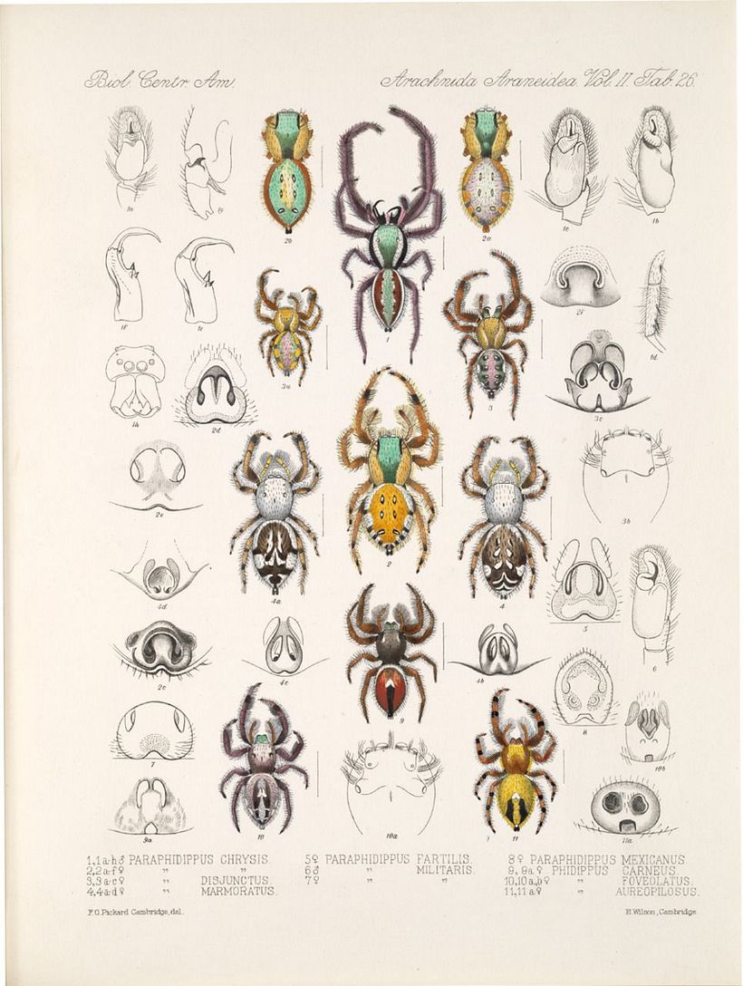 Ilustraciones científicas del manual del siglo XVIII