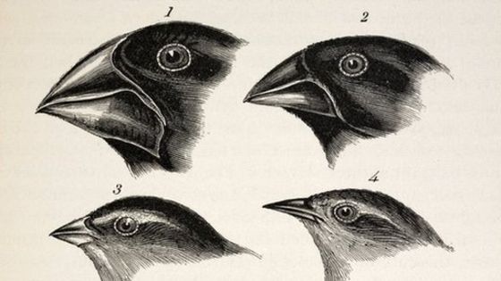 Los fringílidos de Darwin, 1845