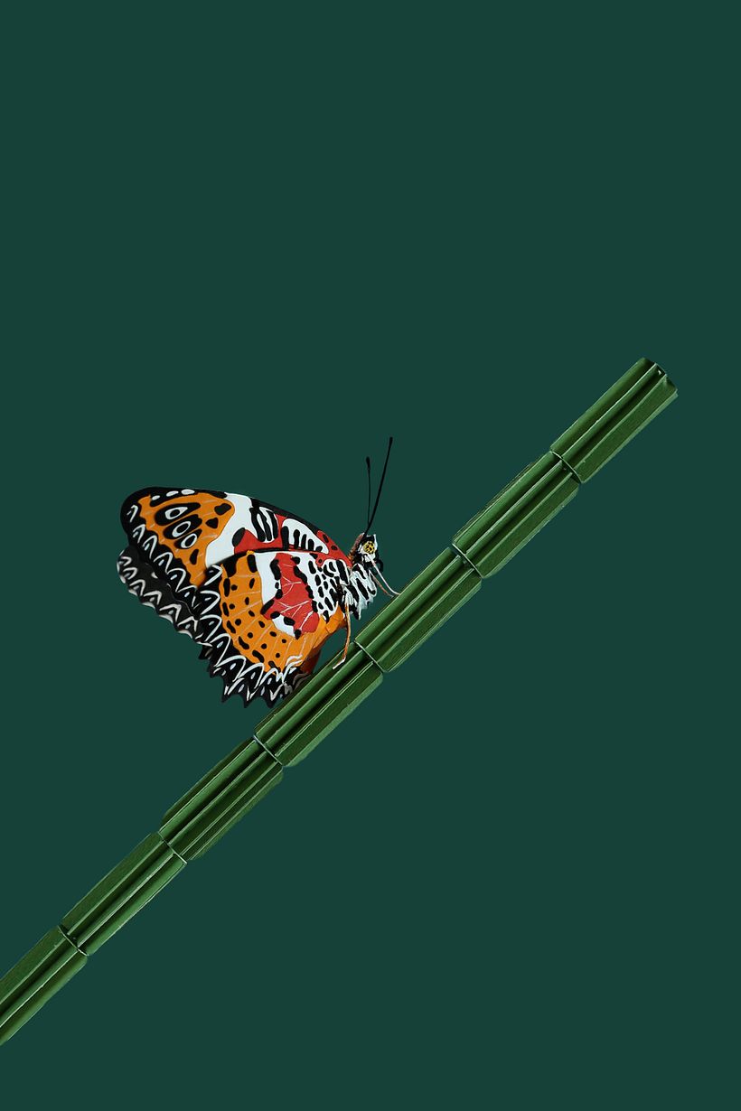 Malay Lacewing butterfly  -1