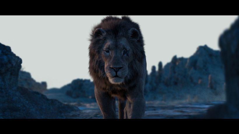 Lion 1