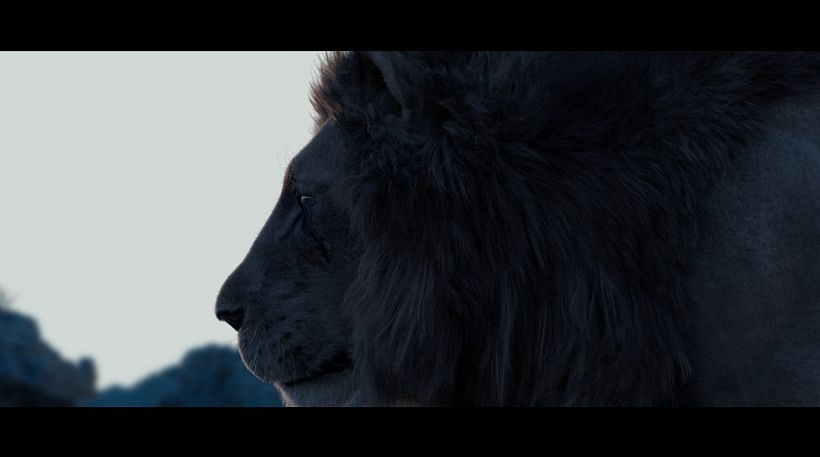 Lion 3