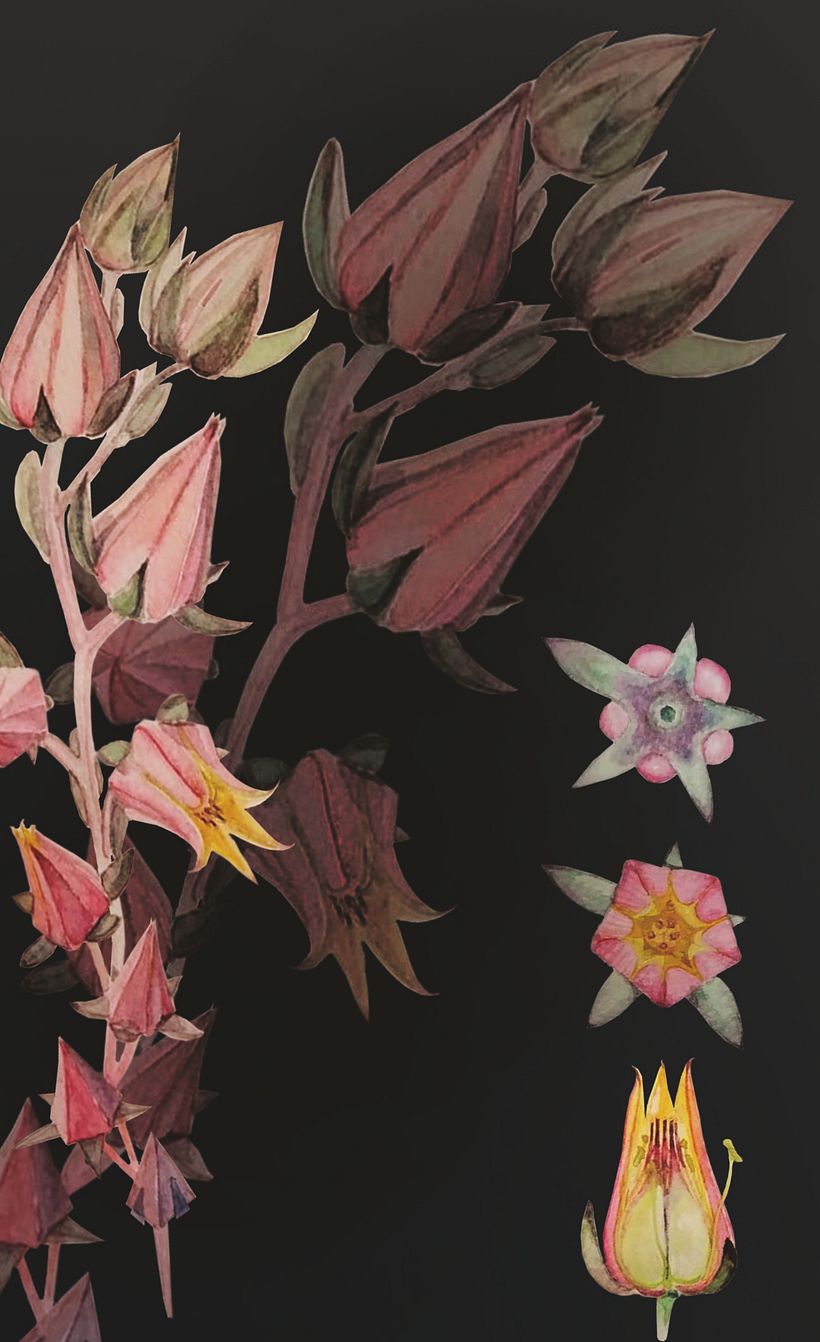 Florecitas de una echeverria imbricata blue -1