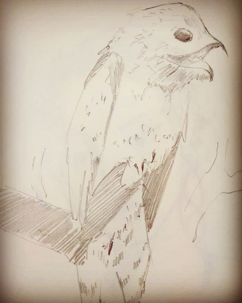 urutau
