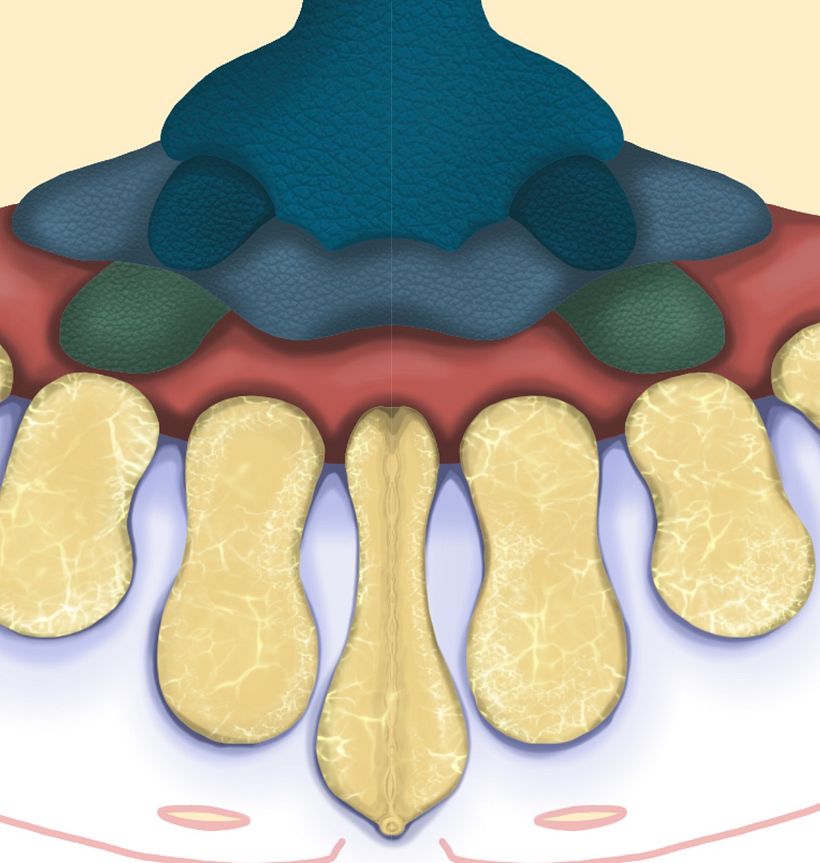 Detalle de su collar sexual alienígena 