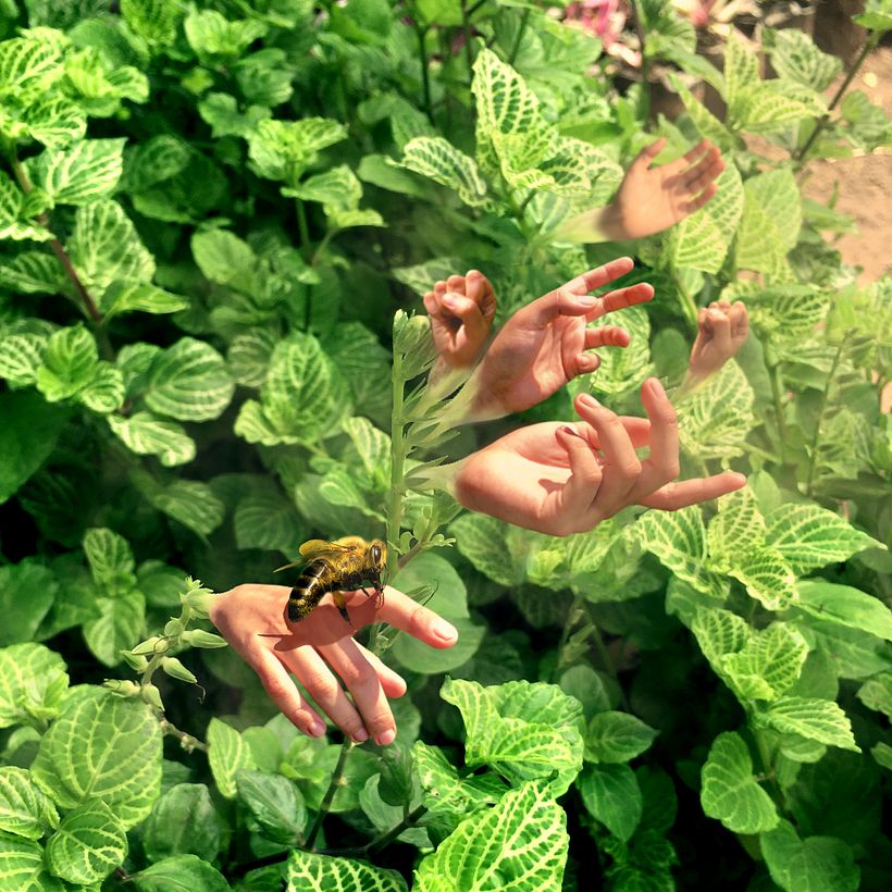 Tocando manos con las flores.