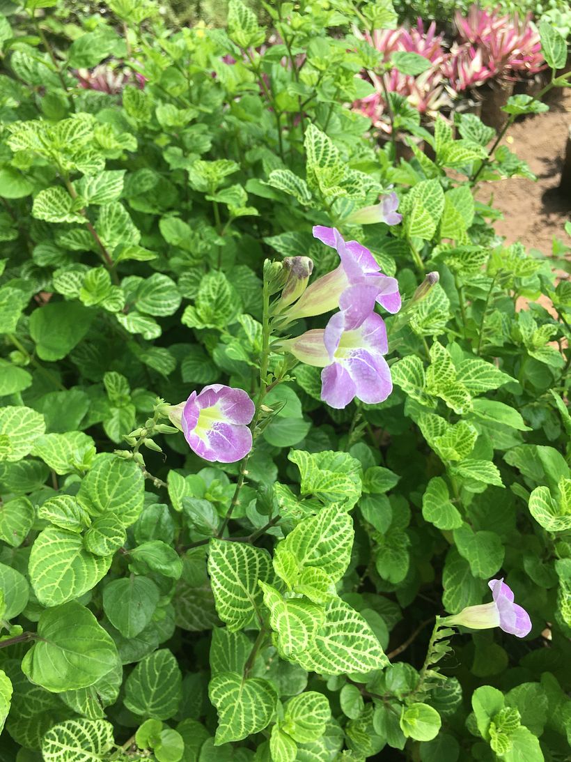 Foto original de unas hermosas flores tomadas en mi jardín. 